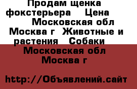 Продам щенка (фокстерьера) › Цена ­ 20 000 - Московская обл., Москва г. Животные и растения » Собаки   . Московская обл.,Москва г.